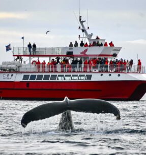 EL-01 Classic Whale Watching – humpback dives in front of Hafsúlan 2 Classic Whale Watching - humpback dives in front of Hafsúlan 2
