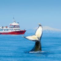 EL-01 Classic Whale Watching – humpback flukes in front of Elding Classic Whale Watching - humpback flukes in front of Elding