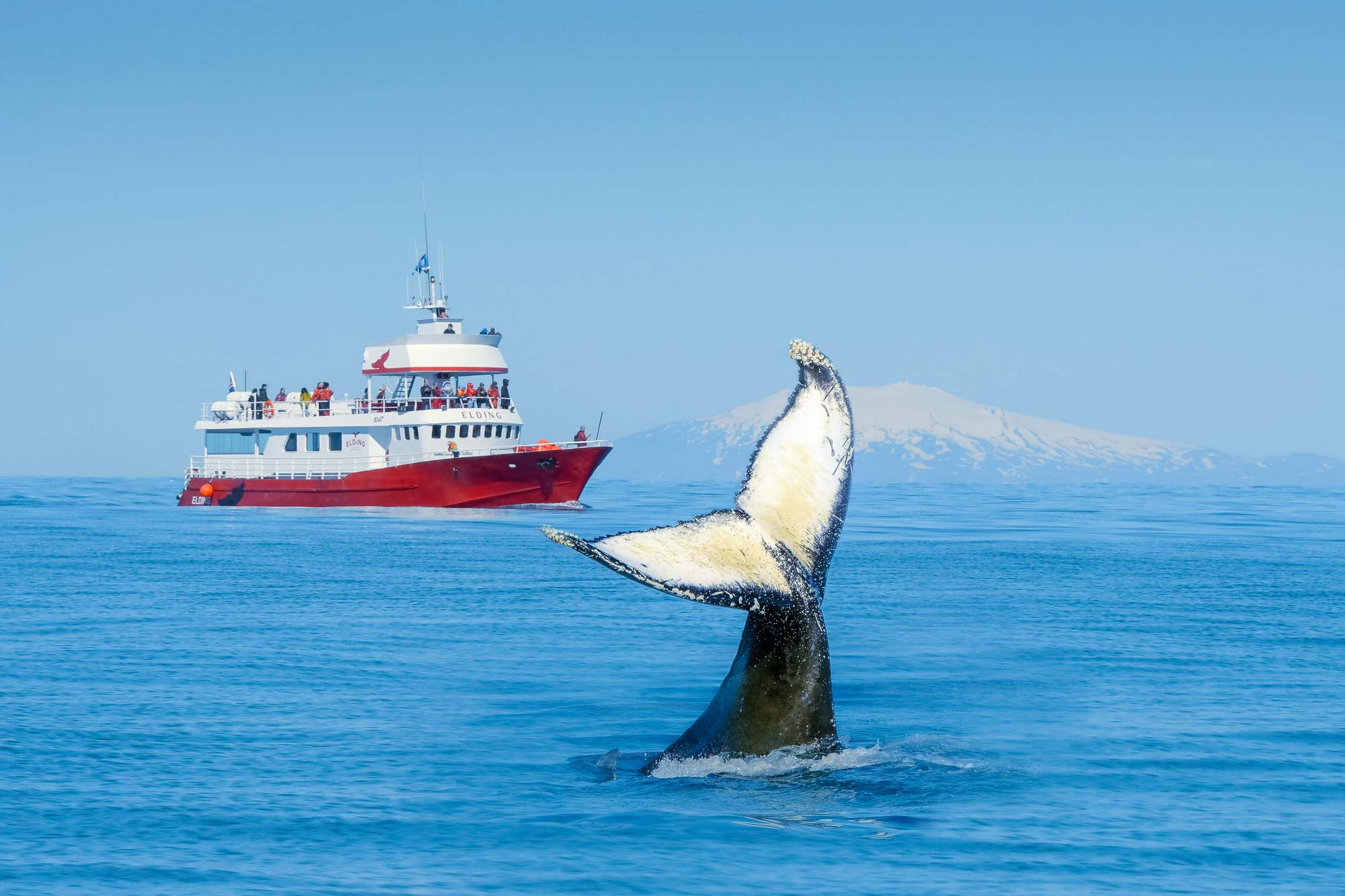 EL-01 Classic Whale Watching – humpback flukes in front of Elding Classic Whale Watching - humpback flukes in front of Elding