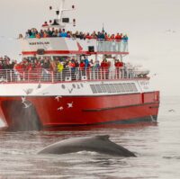 EL-01 Classic Whale Watching – humpback surfaces in front of boat Classic Whale Watching - humpback surfaces in front of boat