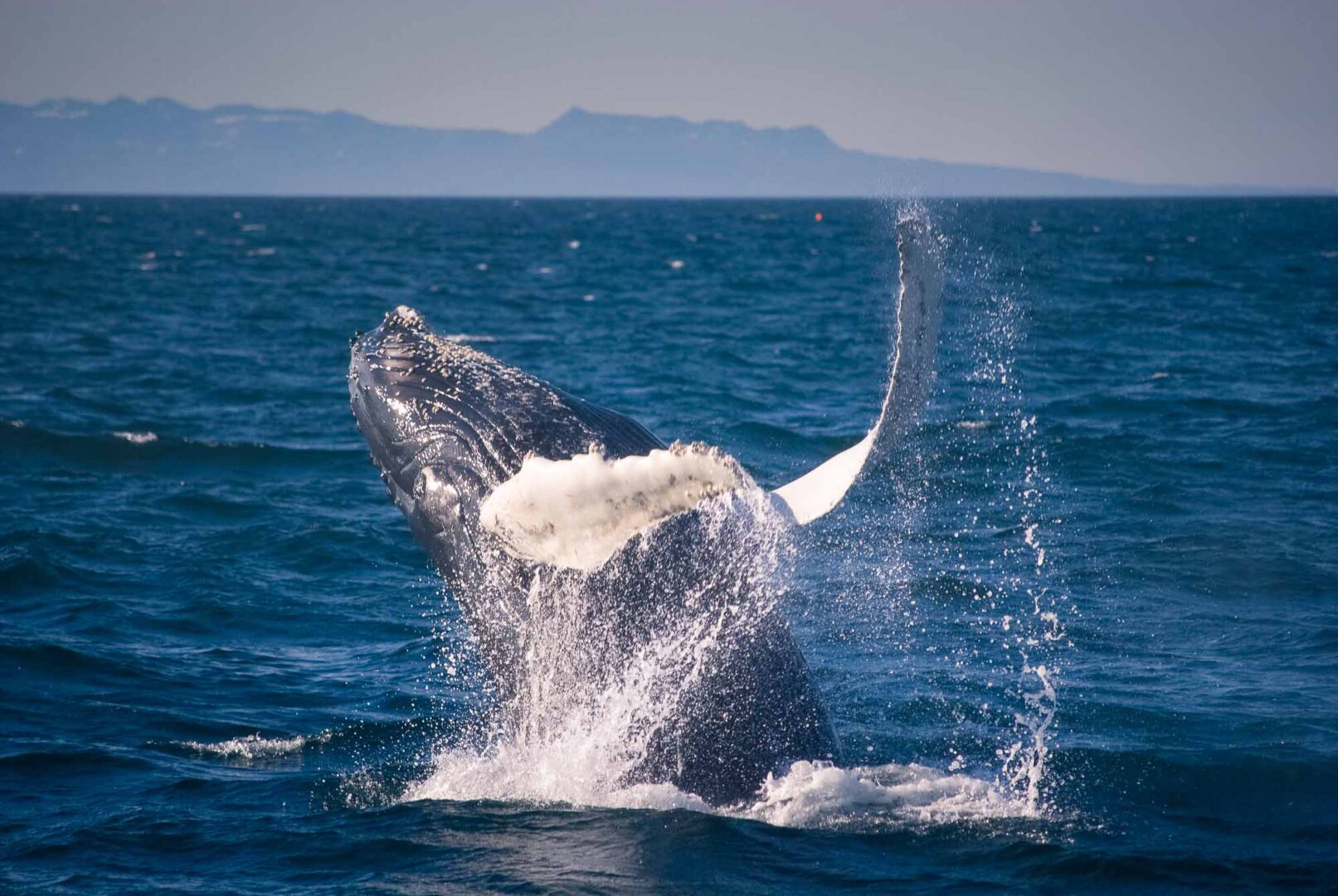 Classic Whale Watching - humpback whale breaches