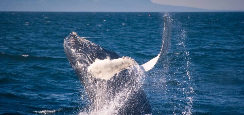 EL-01 Classic Whale Watching – humpback whale breaches Classic Whale Watching - humpback whale breaches