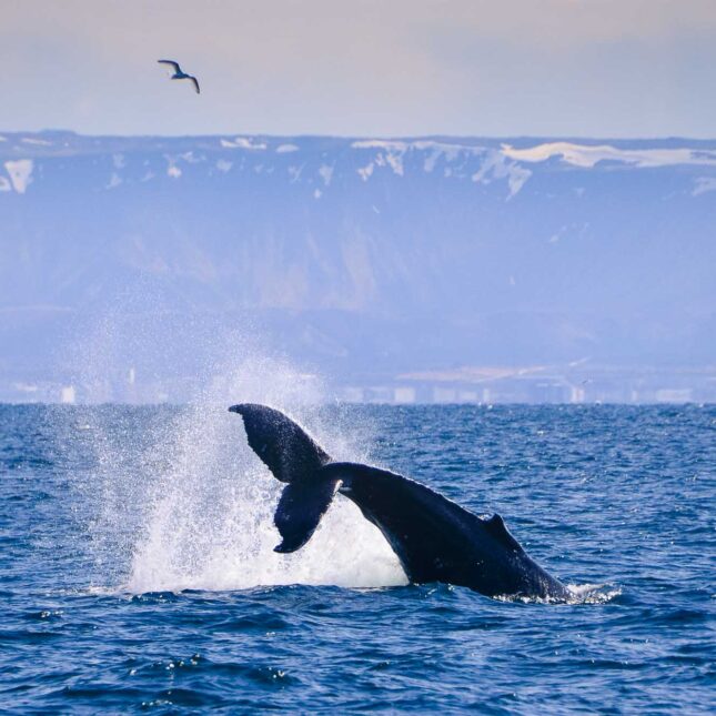 Elding Whale Watching Reykjavik