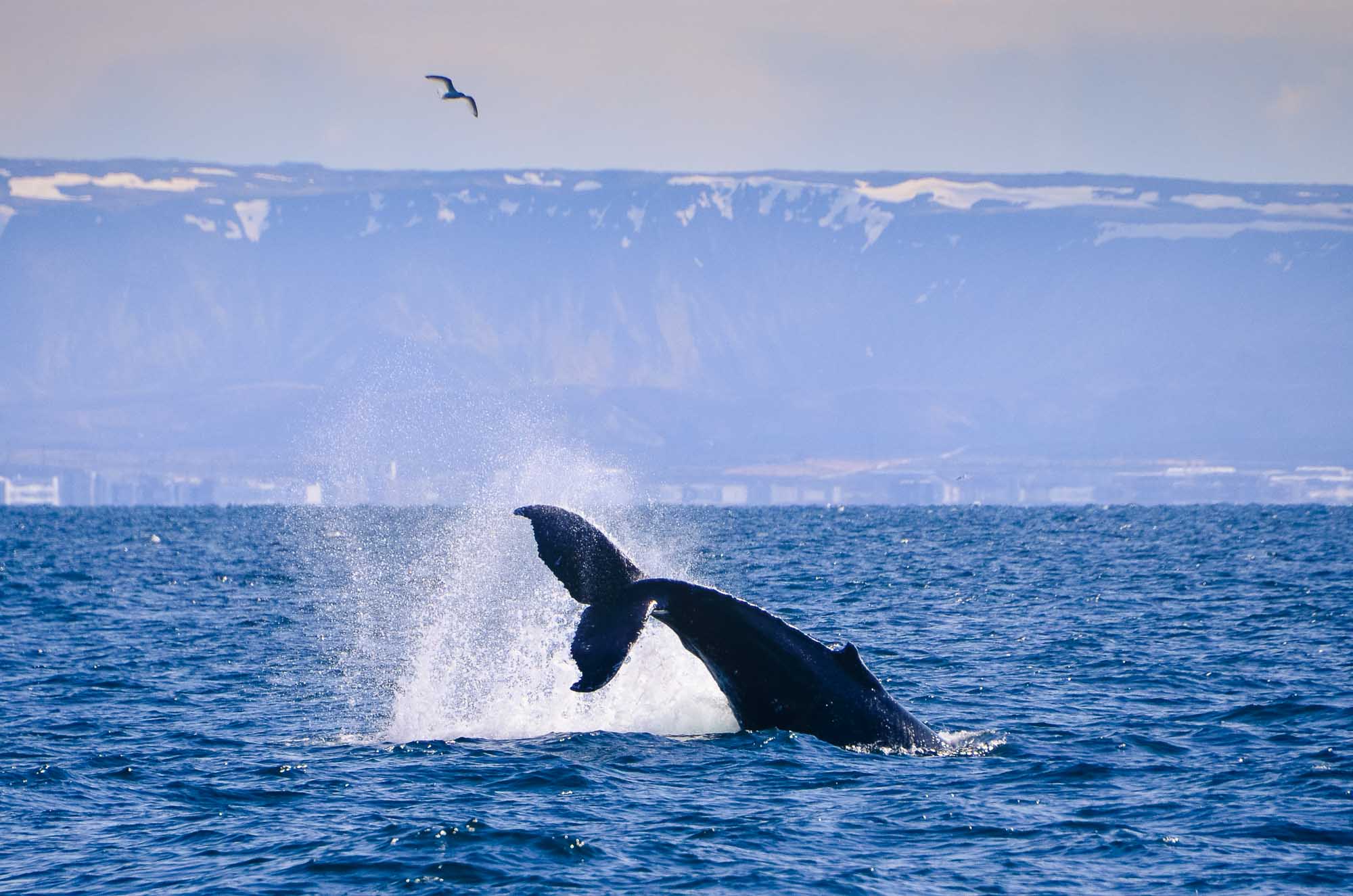 Elding Whale Watching Reykjavik