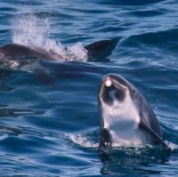 EL-01 Classic Whale Watching – white-beaked dolphins Classic Whale Watching - white-beaked dolphins