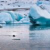 Jokulsarlon Glacier Lagoon filled with glacial icebergs in April 2025, South Iceland