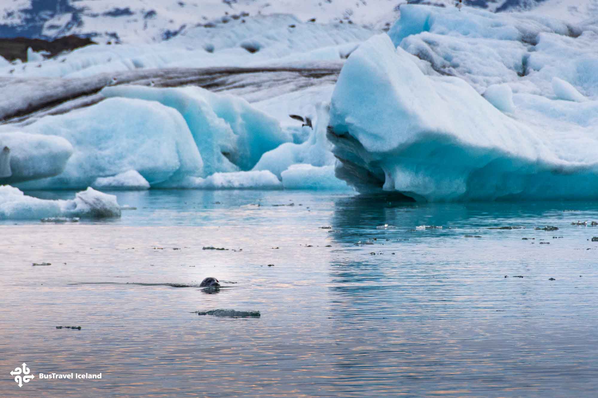 Jokulsarlon Glacier Lagoon in South Iceland-20 Jokulsarlon Glacier Lagoon filled with glacial icebergs in April 2025, South Iceland