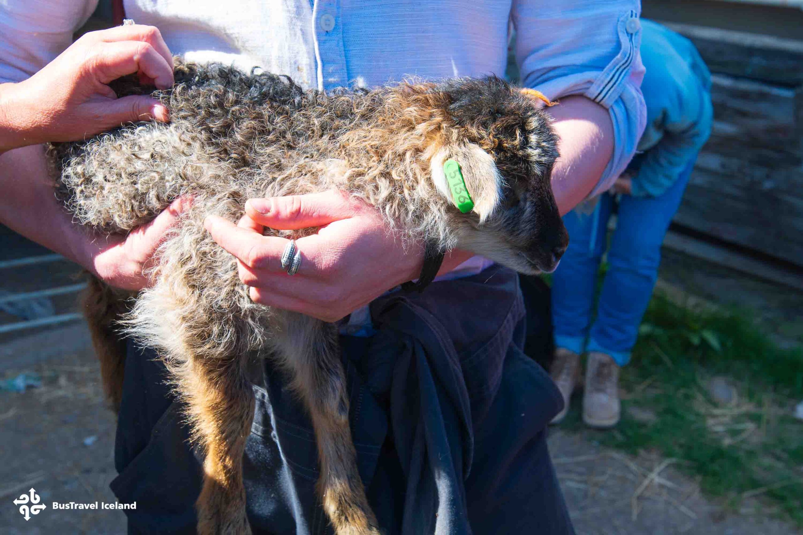 Dynjandi Waterfall & Farm Tour from Isafjordur