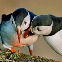 Puffin-Watching-Boat-Tour-from-Reykjavik-1-scaled Puffin-Watching-Boat-Tour-from-Reykjavik-1-scaled
