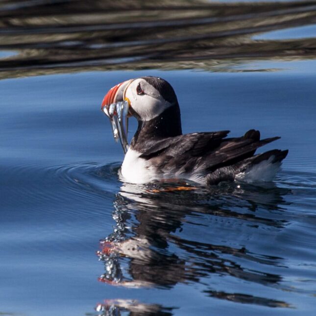 Puffin Watching Boat Tour from Reykjavik-18