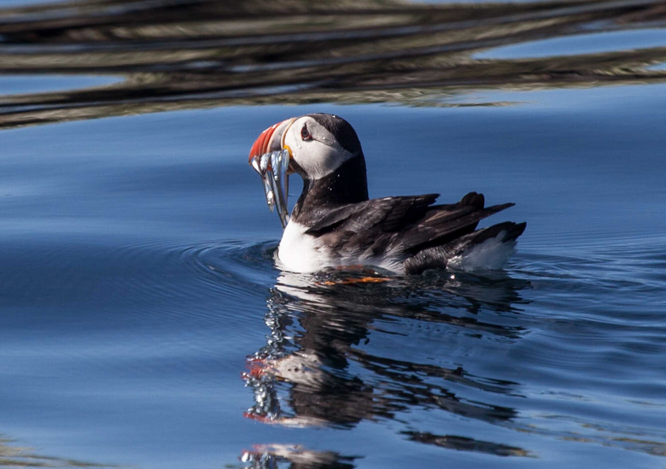 Puffin Watching Boat Tour from Reykjavik-18