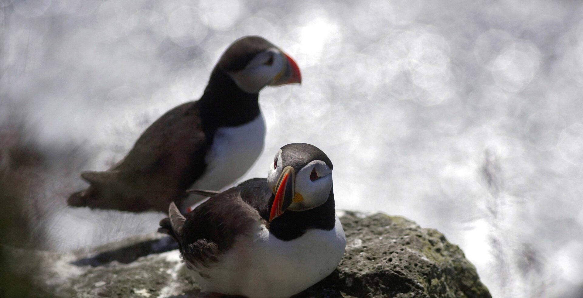 Puffin Watching Boat Tour from Reykjavik-2