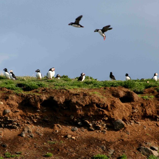 Puffin Watching Boat Tour from Reykjavik-5