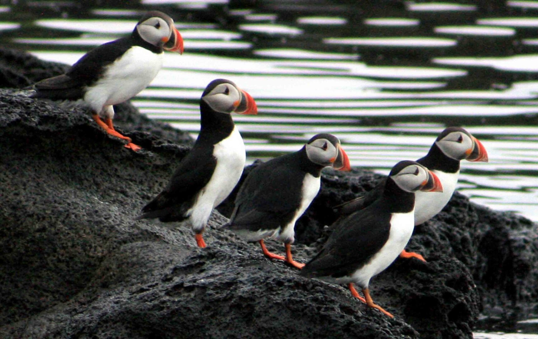 Puffin Watching Boat Tour from Reykjavik-8