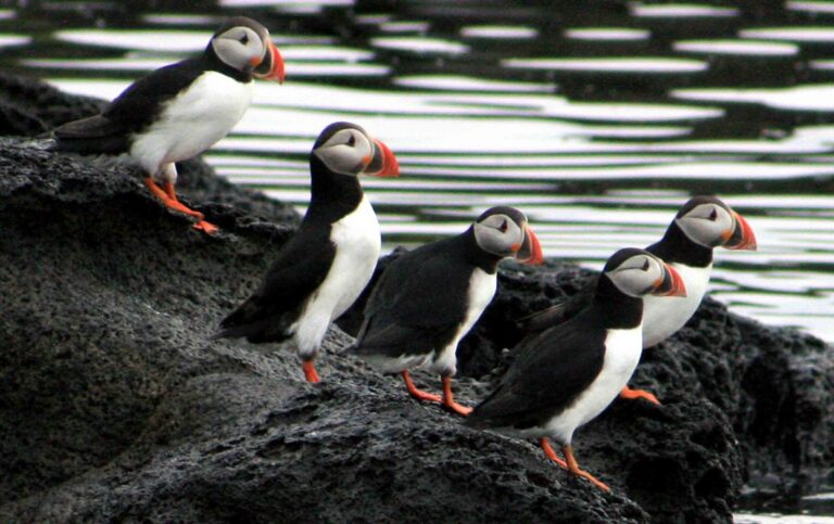 Puffin Watching Boat Tour from Reykjavik-8 Puffin Watching Boat Tour from Reykjavik-8