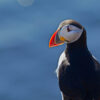 Puffin Watching Boat Tour from Reykjavik-9