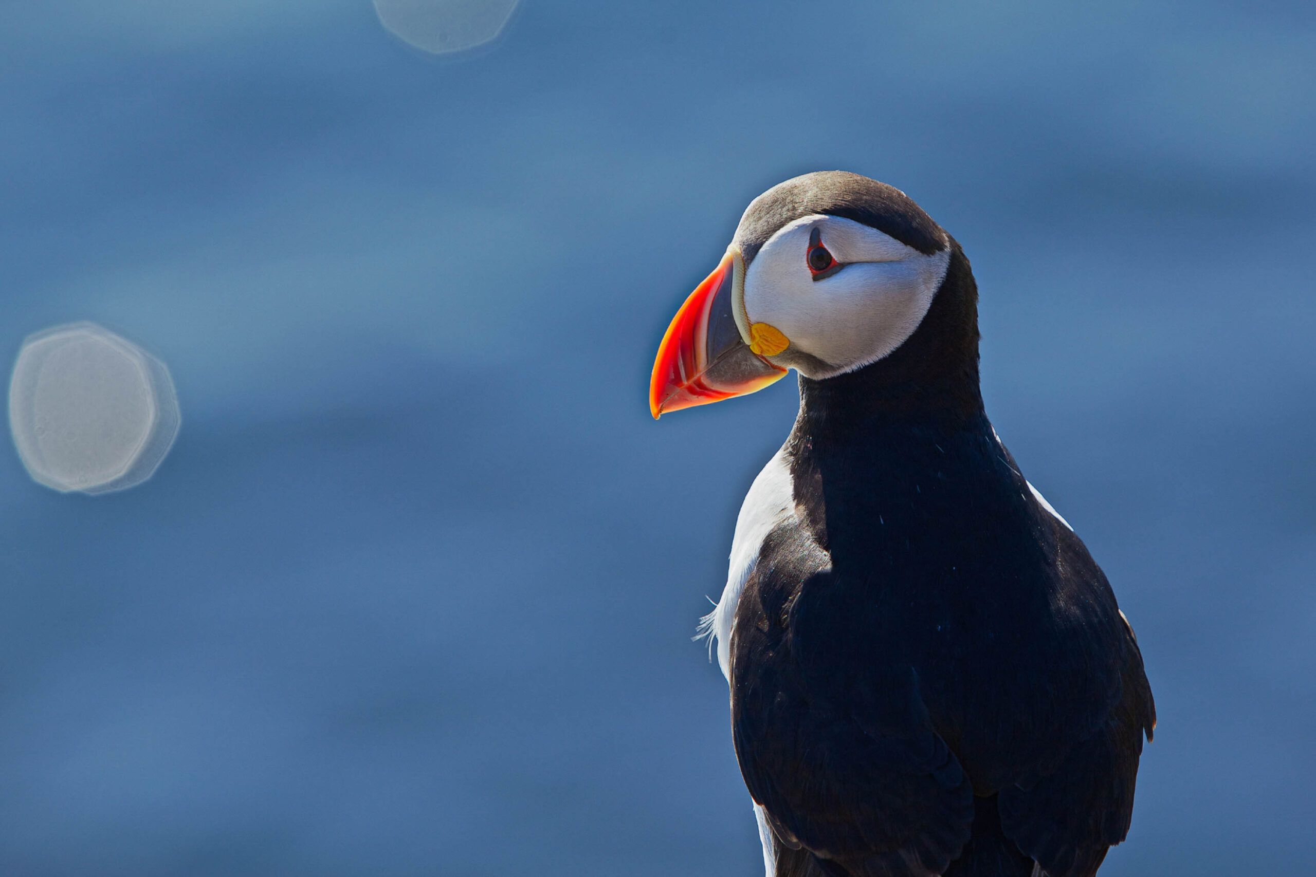 Puffin Watching Boat Tour from Reykjavik-9