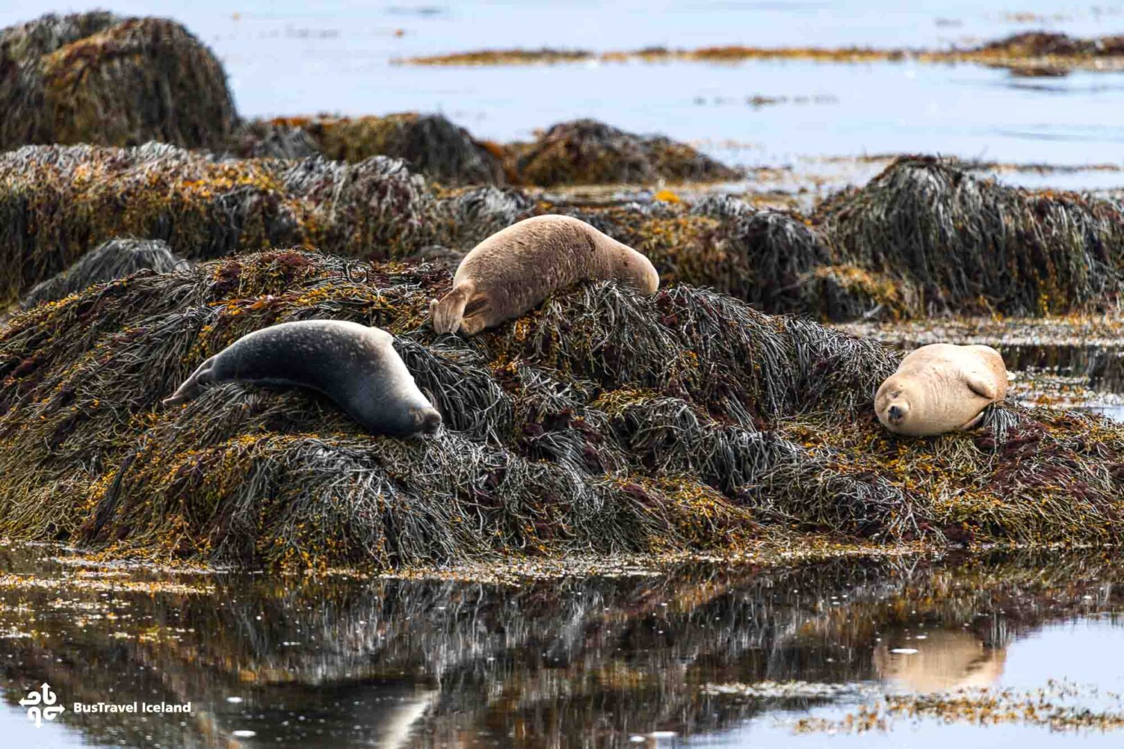 Ytri Tunga seals beach on Snaefellsnes Peninsula-1
