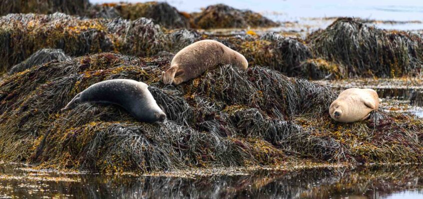 Ytri Tunga seals beach on Snaefellsnes Peninsula-1