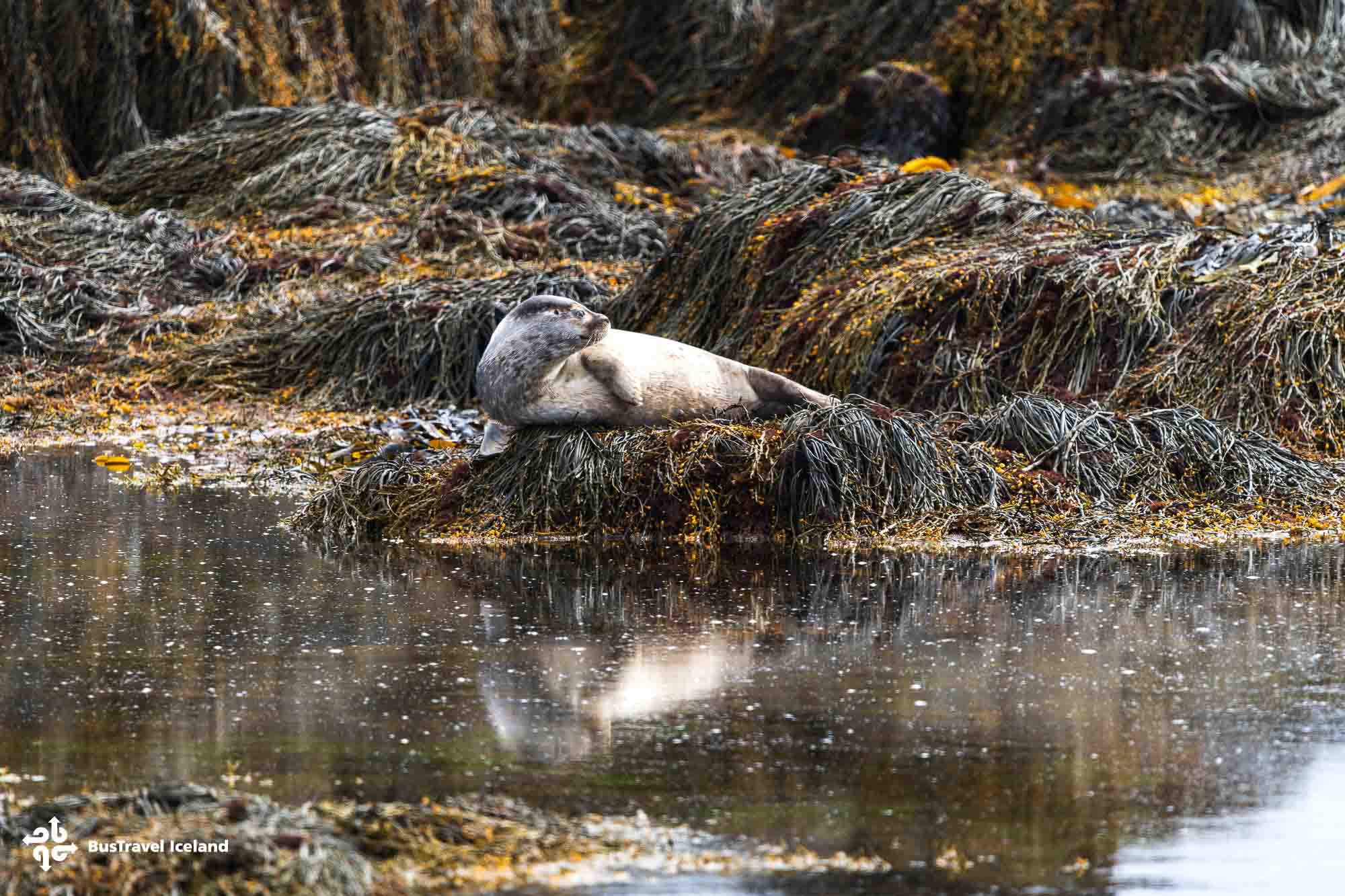 Ytri Tunga seals beach on Snaefellsnes Peninsula