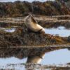 Ytri Tunga seals beach on Snaefellsnes Peninsula