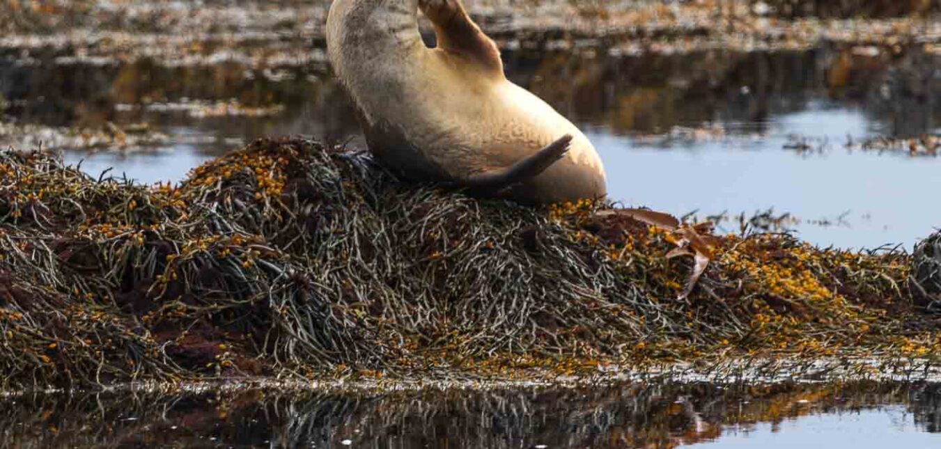 Ytri Tunga seals beach on Snaefellsnes Peninsula-3 Ytri Tunga seals beach on Snaefellsnes Peninsula