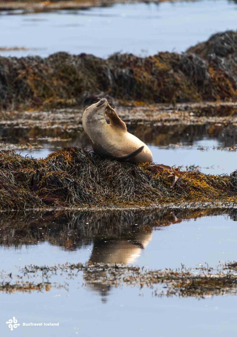Ytri Tunga seals beach on Snaefellsnes Peninsula