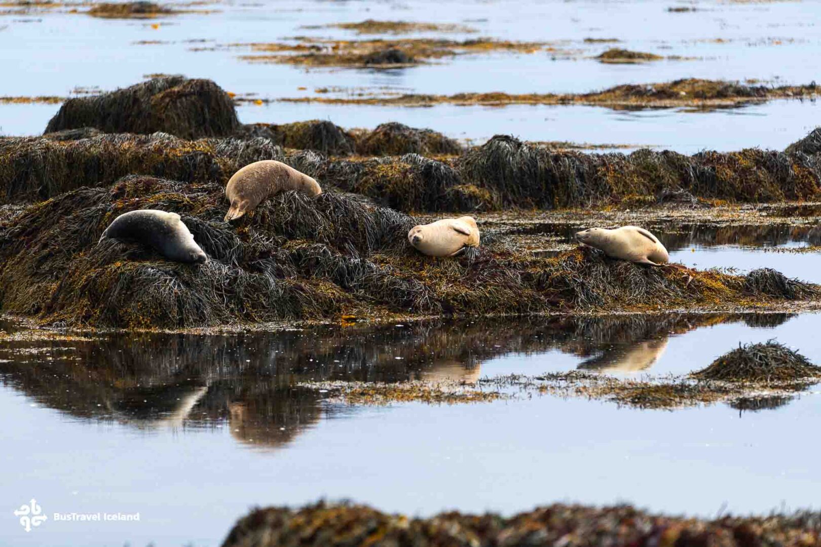 Ytri Tunga seals beach on Snaefellsnes Peninsula-4 Ytri Tunga seals beach on Snaefellsnes Peninsula