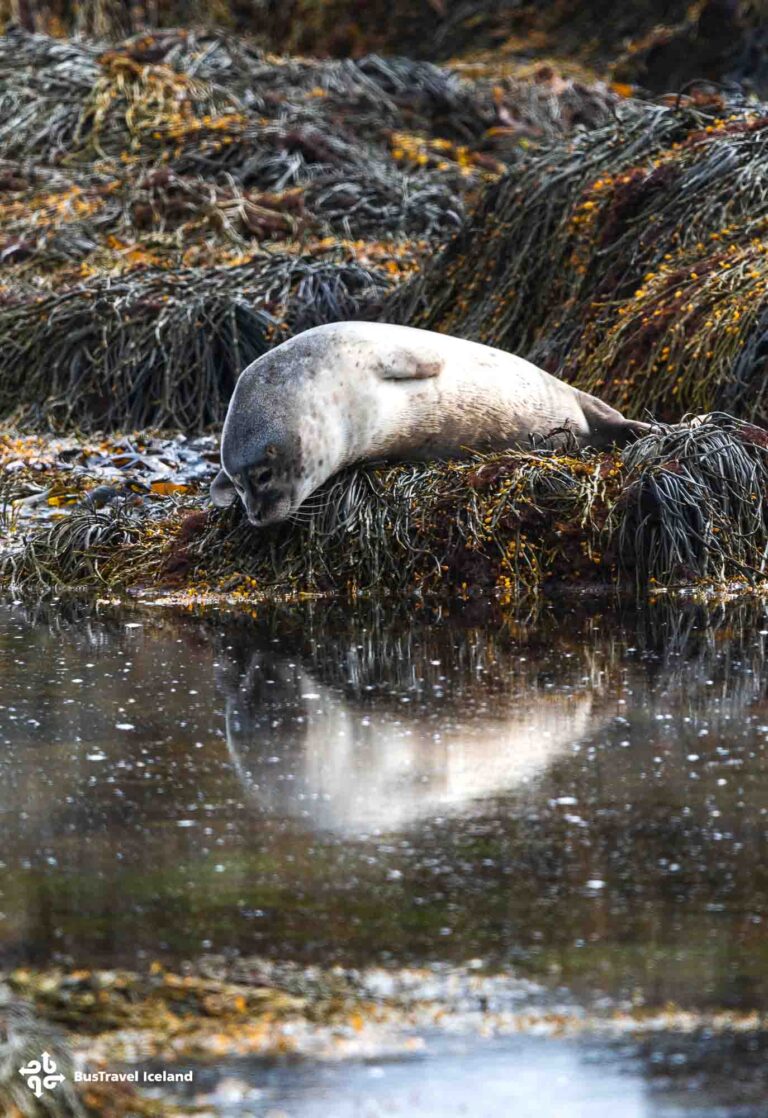 Ytri Tunga seals beach on Snaefellsnes Peninsula