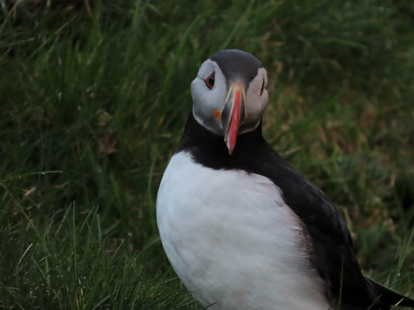 Atlantic Puffin seen on the ATV tour