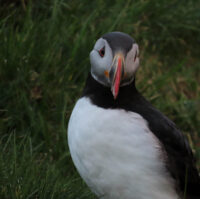 Volcano ATV from Heimaey in Westman Islands-1847 Atlantic Puffin seen on the ATV tour