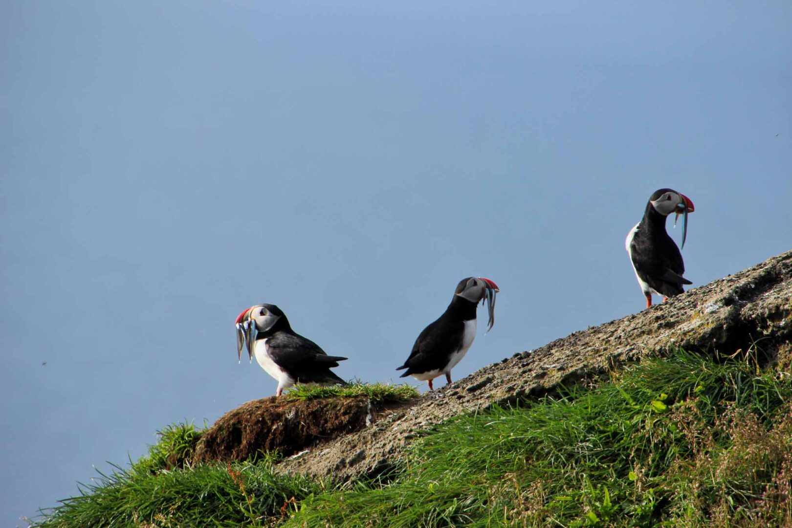 Puffins seen on Volcano ATV from Heimaey in Westman Islands