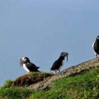 Volcano ATV from Heimaey in Westman Islands-6836 Puffins seen on Volcano ATV from Heimaey in Westman Islands