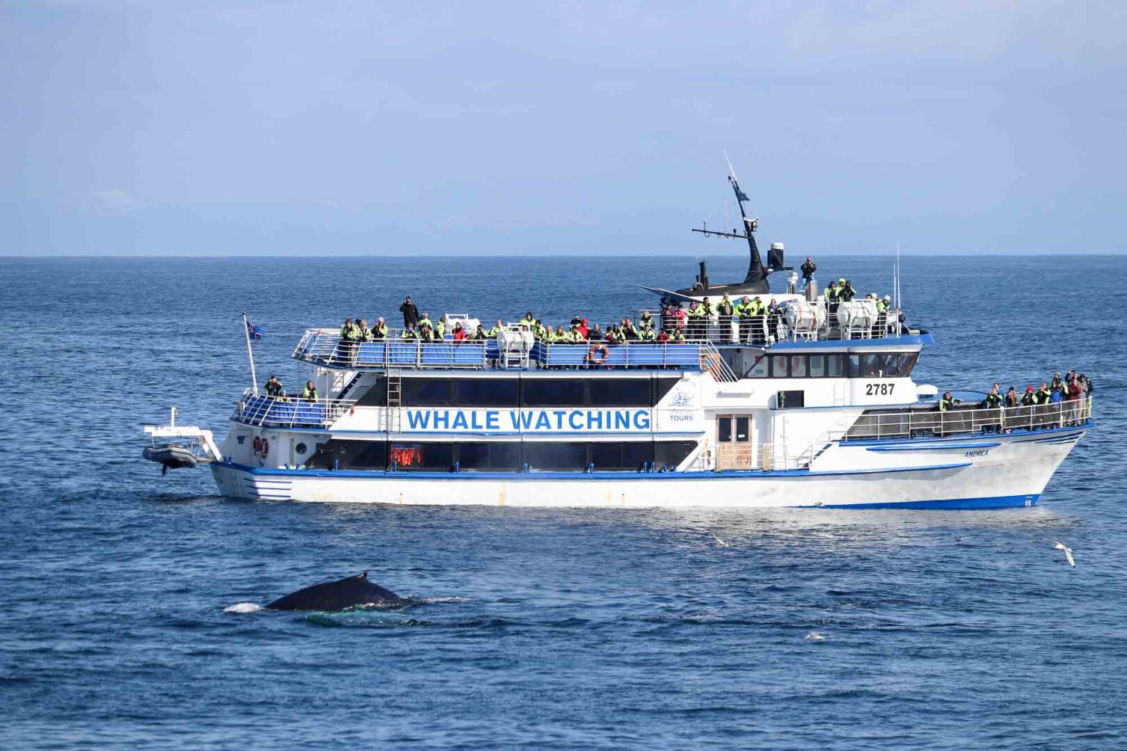 Whale watching from Reykjavik - special tours