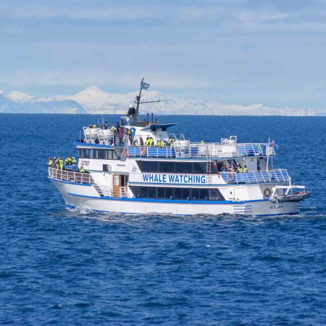 Whale-watching-from-Reykjavik-special-tours