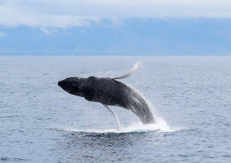 Whale watching from Reykjavik – special tours–6 Whale watching from Reykjavik - special tours