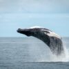 Whale watching from Reykjavik - special tours