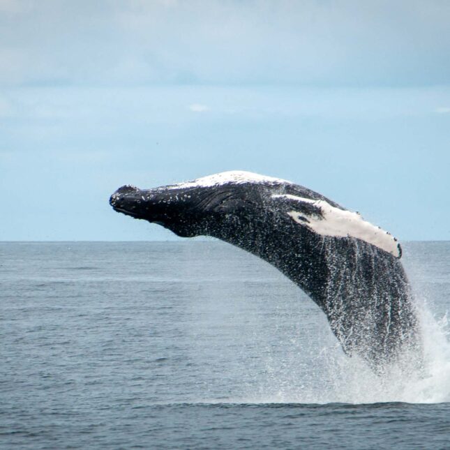 Whale watching from Reykjavik - special tours