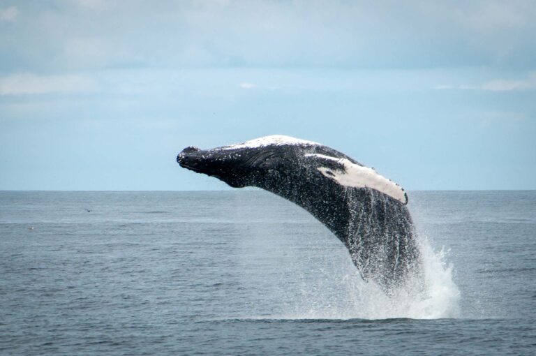 Whale watching from Reykjavik - special tours