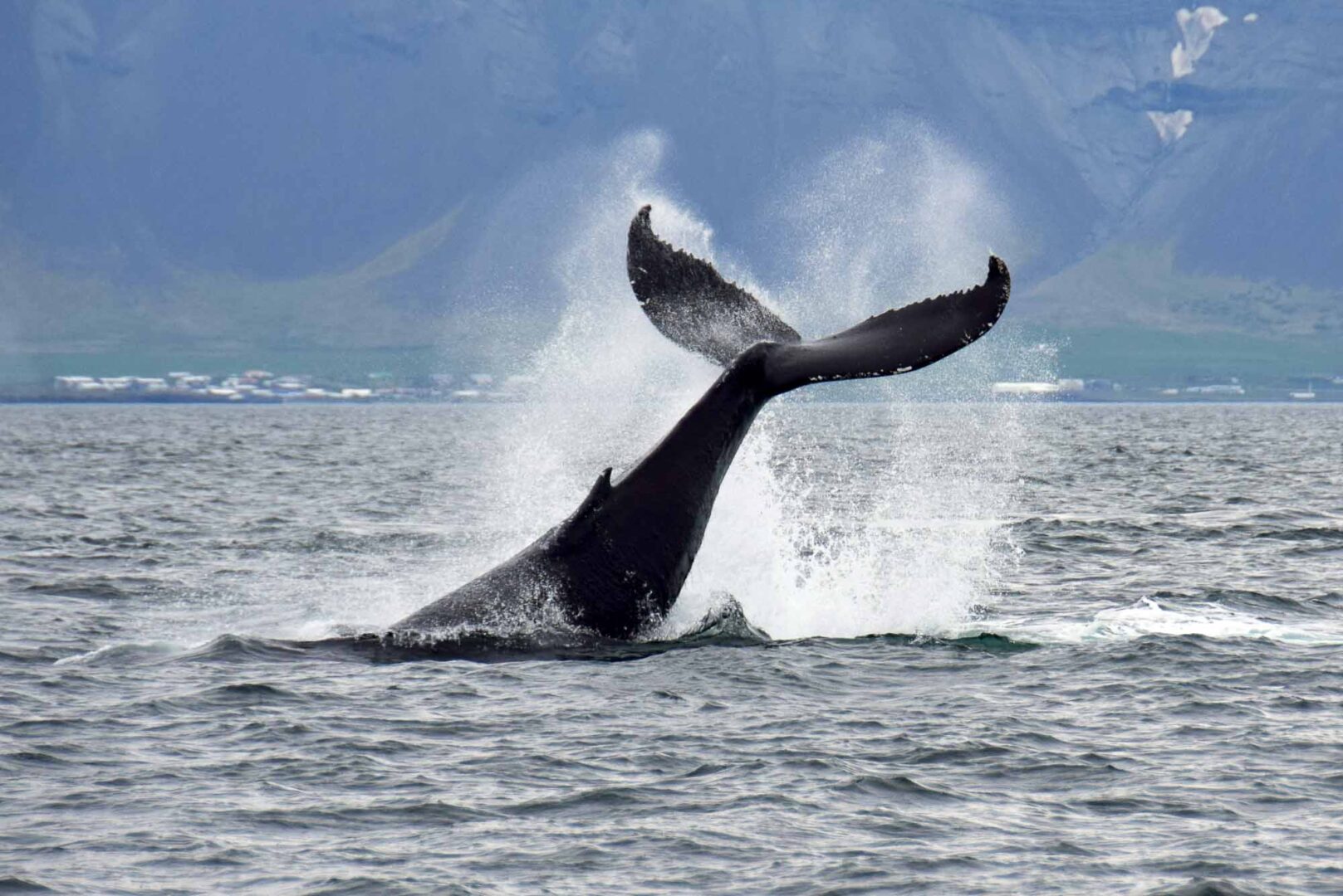 Whale watching from Reykjavik - special tours