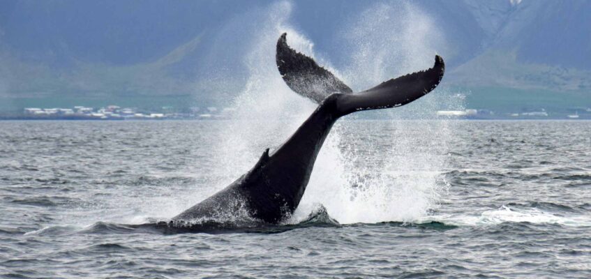 Whale watching from Reykjavik - special tours