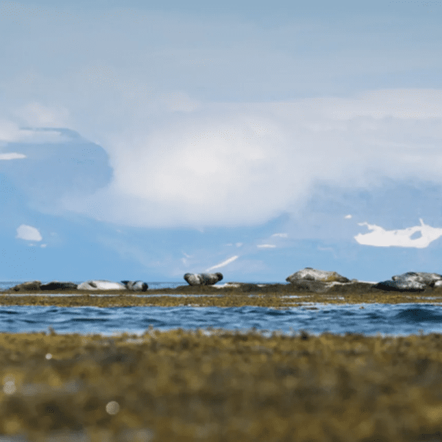 Hvitanes seal colony