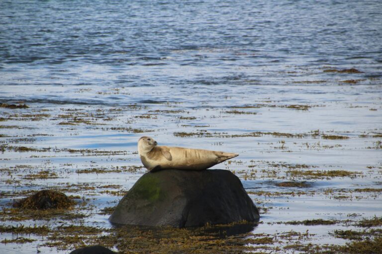 clara-brassard-qCRQYHddepU-unsplash