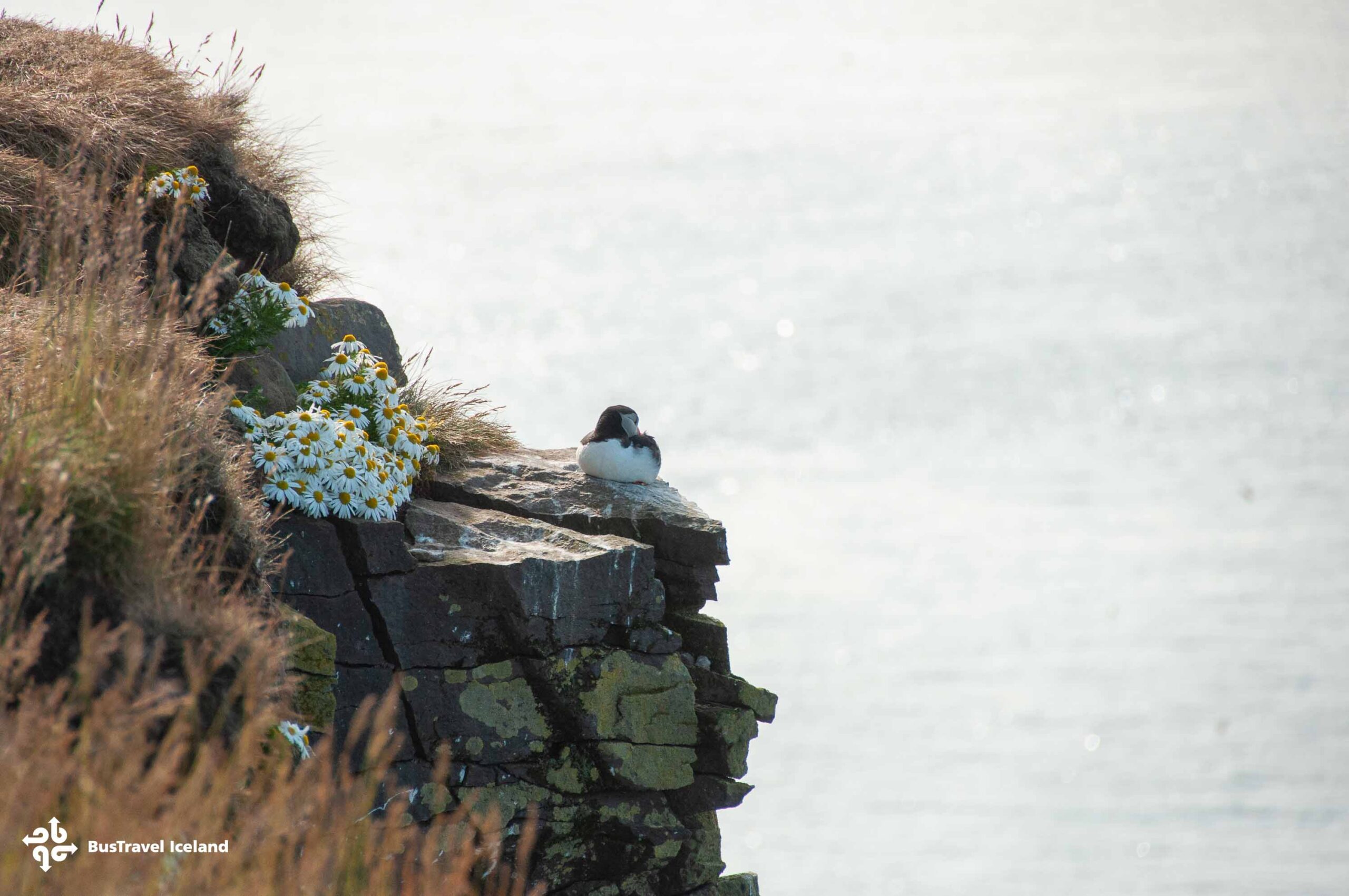 Látrabjarg Cliffs Westfjords in summer-0187 Látrabjarg Cliffs Westfjords in summer sea birds