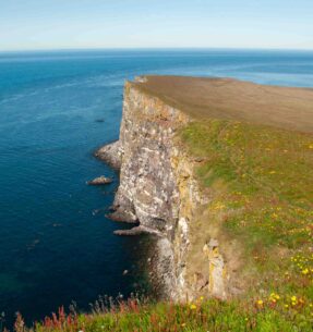 Látrabjarg Cliffs, Westfjords in summer. [Photo credit to Yanshu Li]