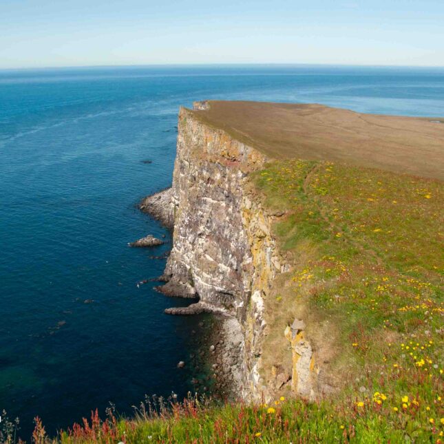 Látrabjarg Cliffs, Westfjords in summer. [Photo credit to Yanshu Li]