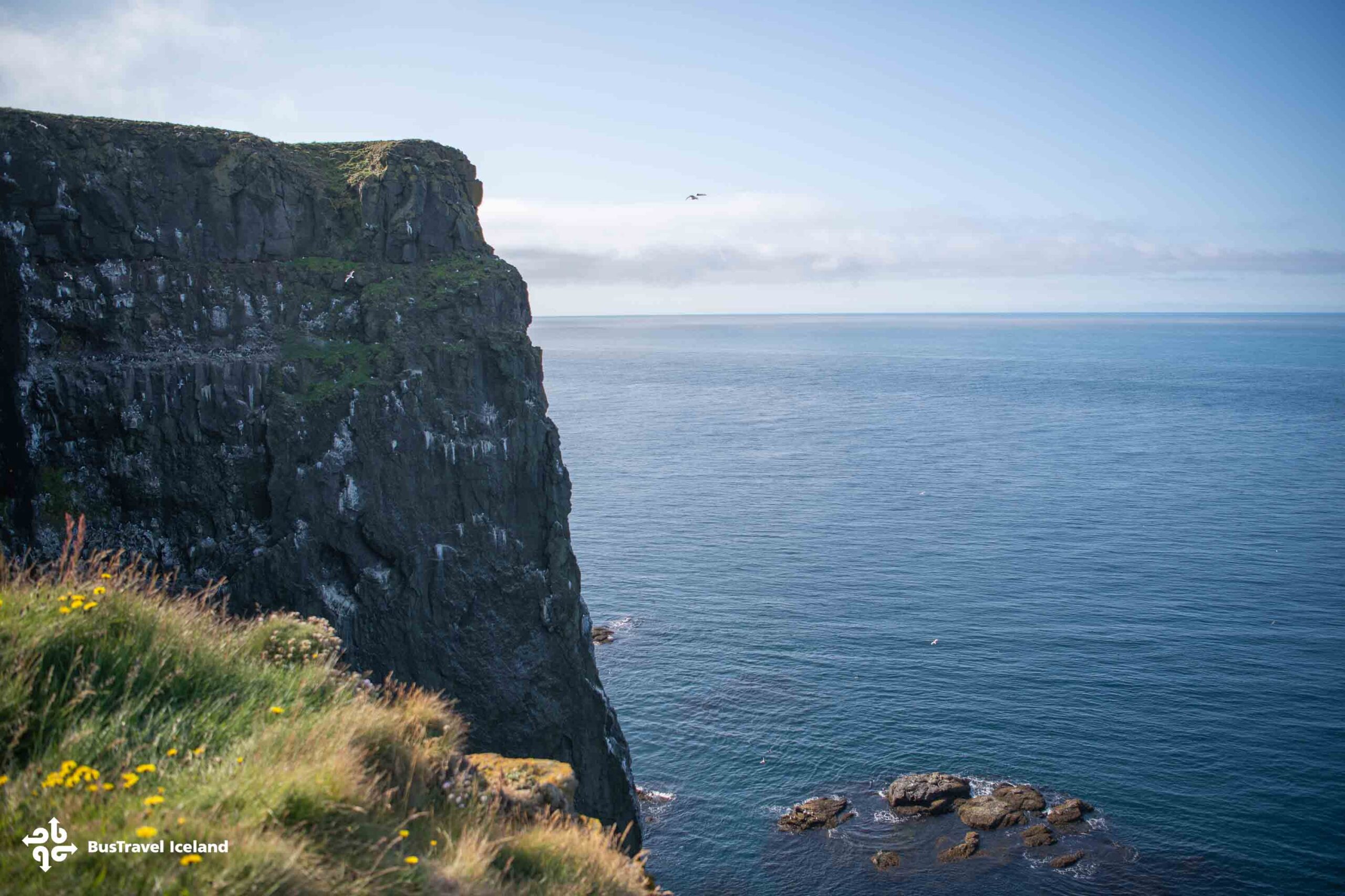 Látrabjarg Cliffs Westfjords in summer-3109 Látrabjarg Cliffs Westfjords in summer