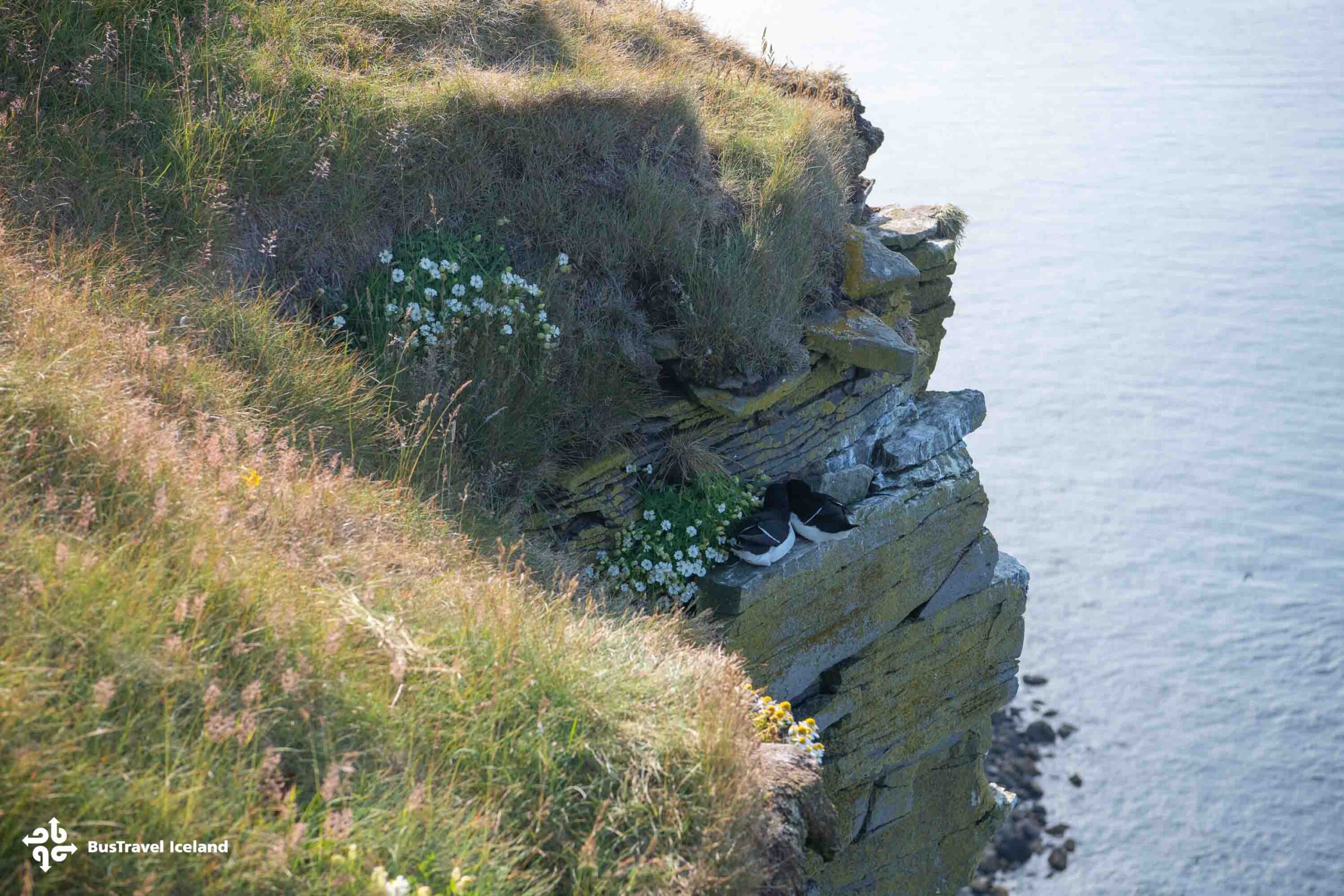 Látrabjarg Cliffs Westfjords in summer-3187 Látrabjarg Cliffs Westfjords in summer