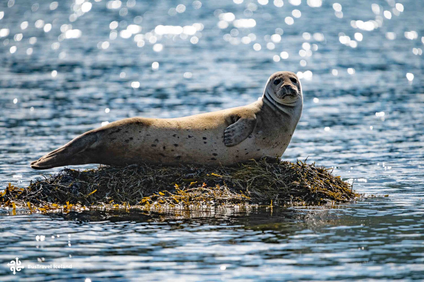 Seals in Sudavik bay in Westfjords-0970