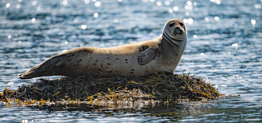 Seals in Sudavik bay in Westfjords-0970